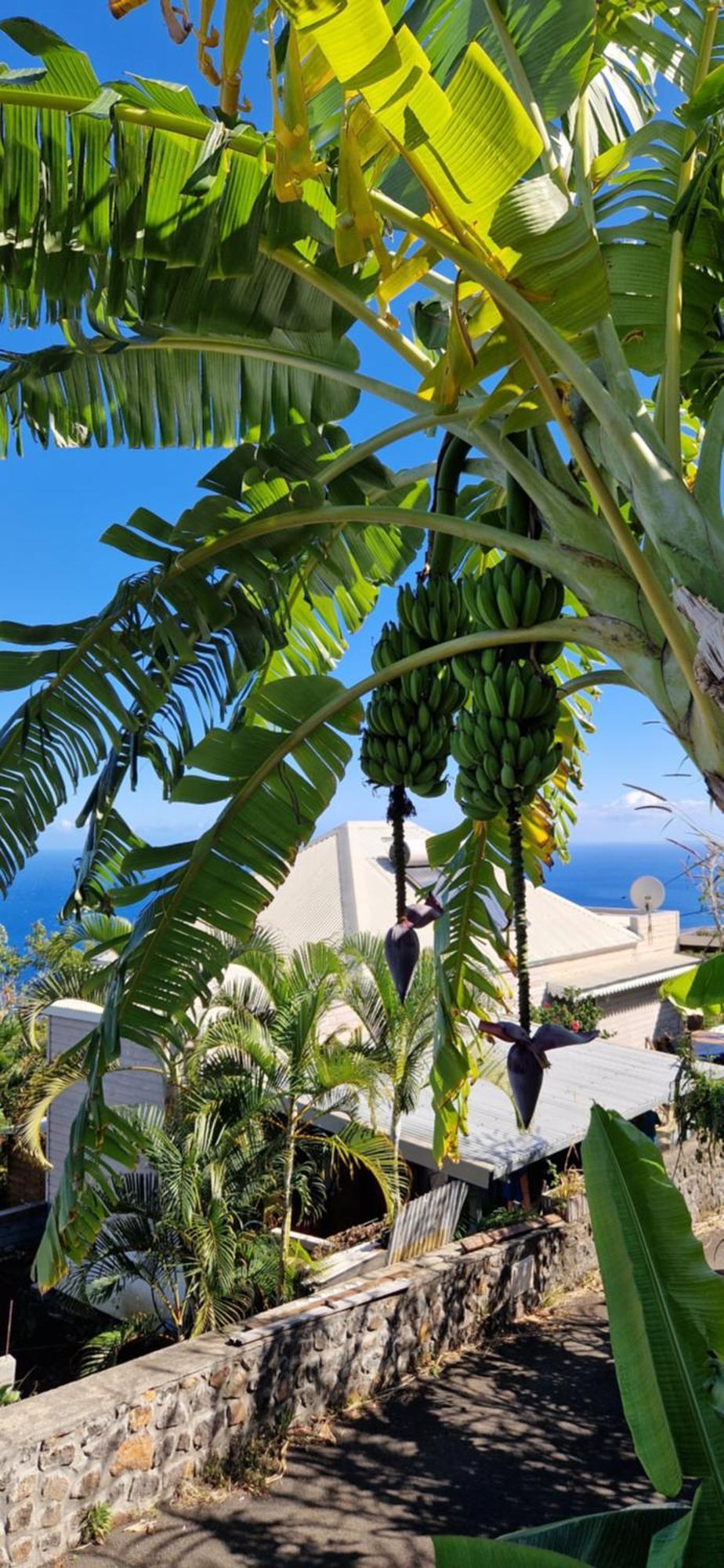 Villa Maloya Saint-Leu Exteriér fotografie